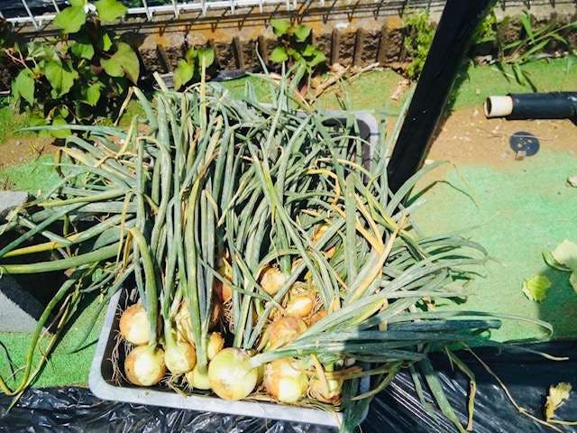 グループホームみんなの家・横浜三保２ 収穫