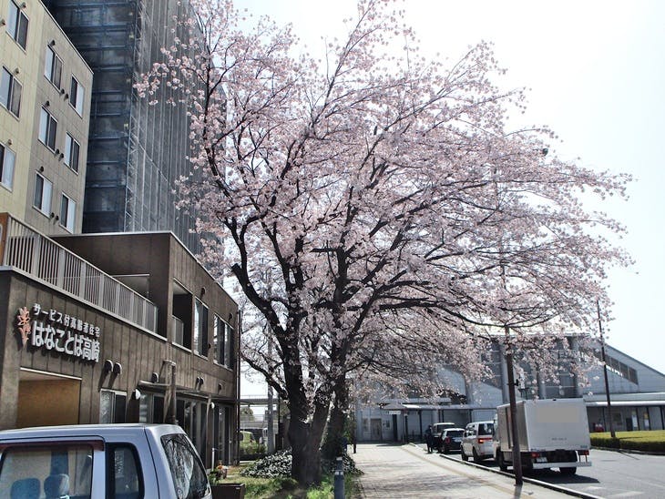 はなことば高崎 ホーム周辺