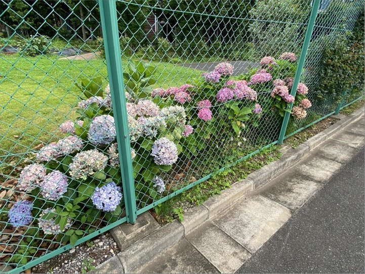 ローベル西台 お散歩