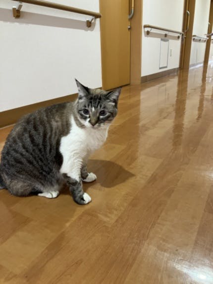 そんぽの家Ｓ川口上青木 ペット